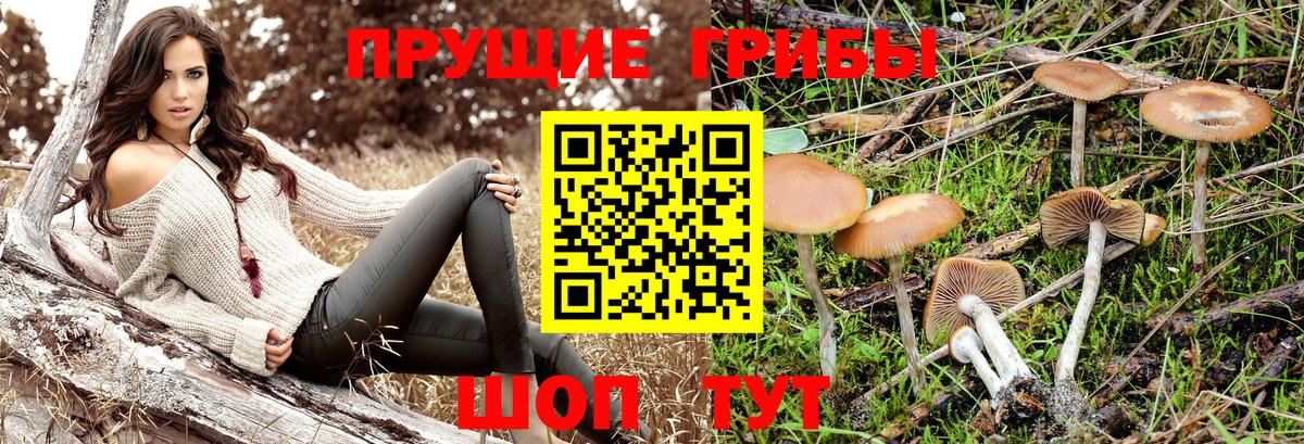 Стрежевой  Псилоцибиновые грибы мицелий  Вход с VPN 